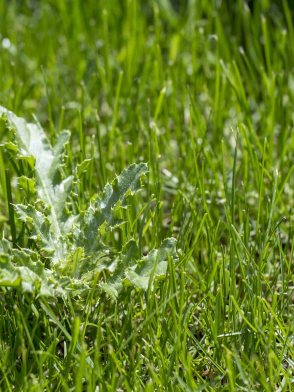Image for weeding / pest control for J & J Landscaping, LLC