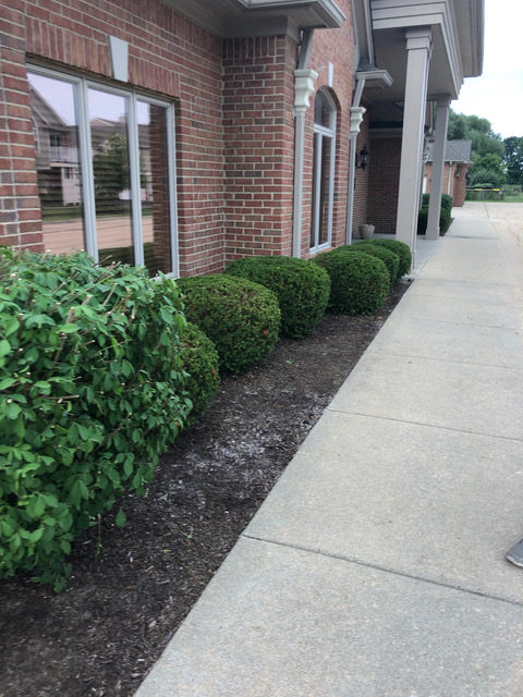 Freshly-trimmed bushes / hedges / shrubs in commercial landscape design at Altadonna Suites in Clinton Township, MI