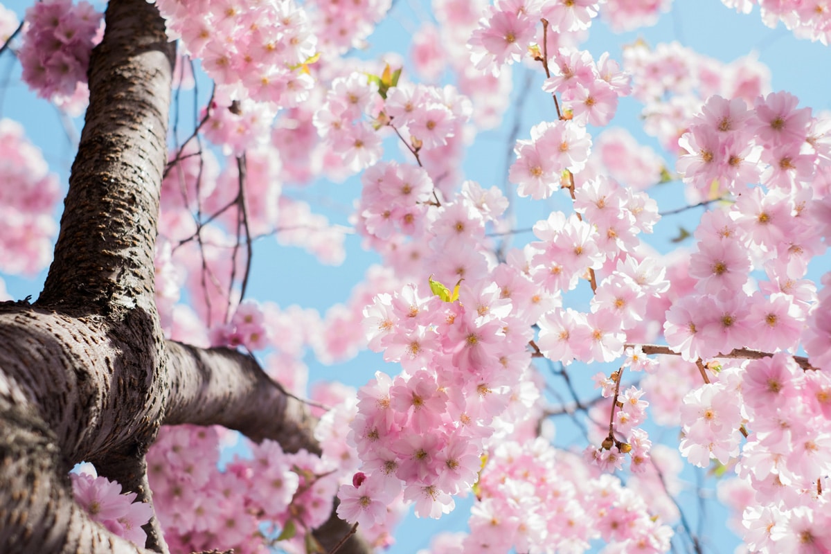 Japanese Cherry Blossom flowers in full bloom