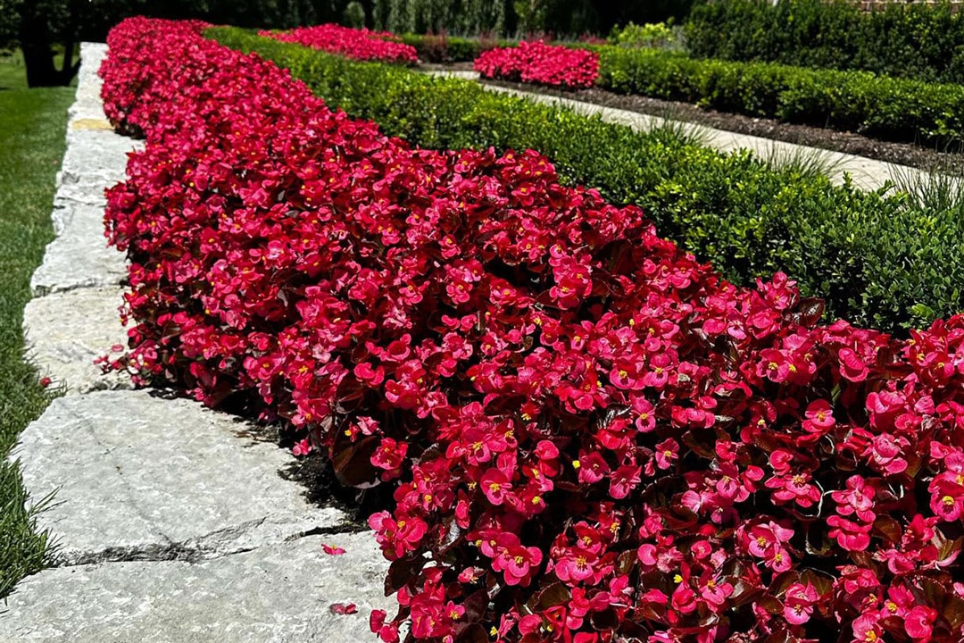 Bright red flowers in full bloom in a residential landscape designed and built by J & J Landscaping in Metro Detroit