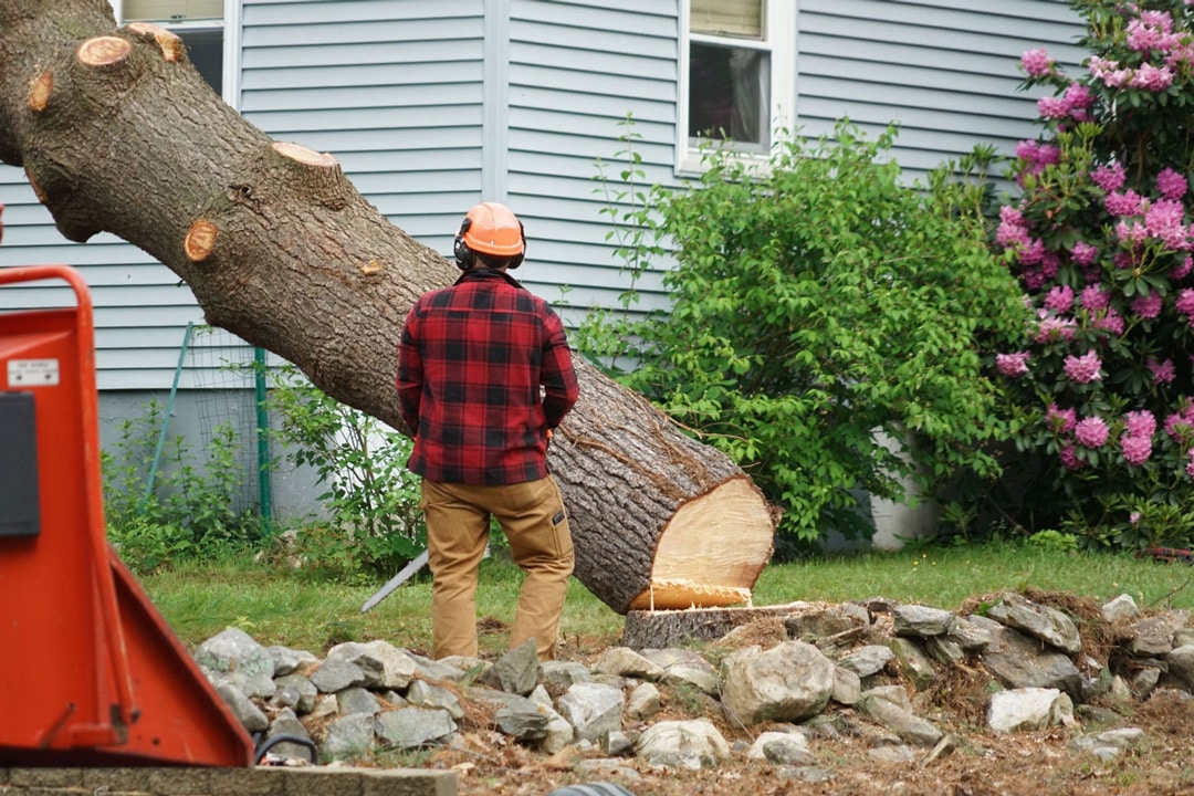 A worker cuts down a large tree with a chainsaw at a residential property in Metro Detroit