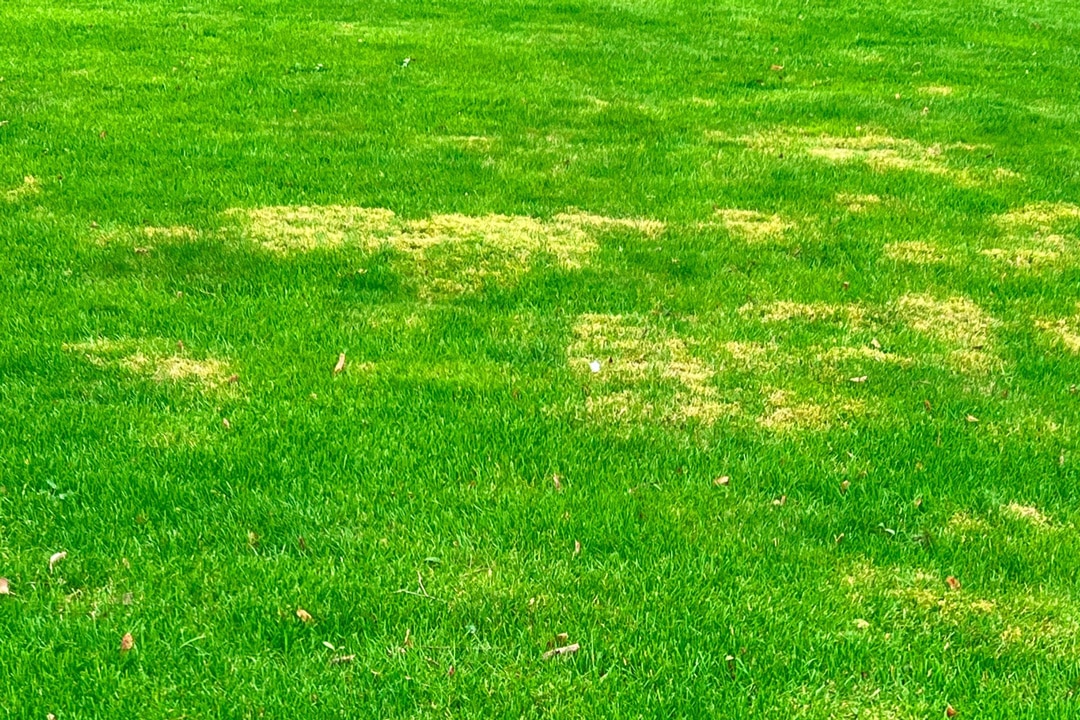 A patchy lawn with yellow spots