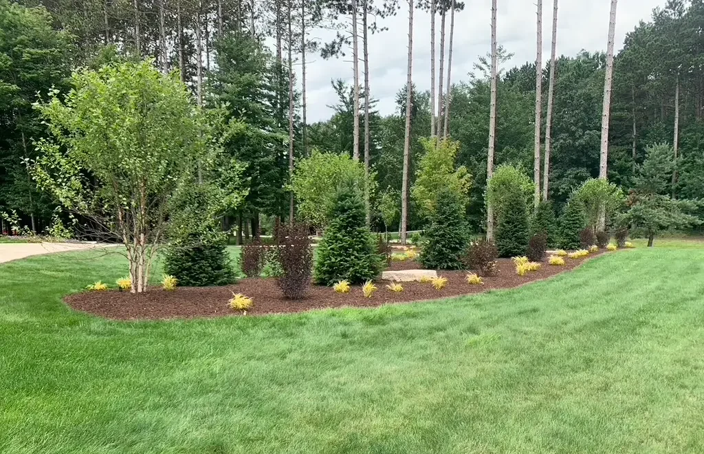 Evergreen trees in a landscape.