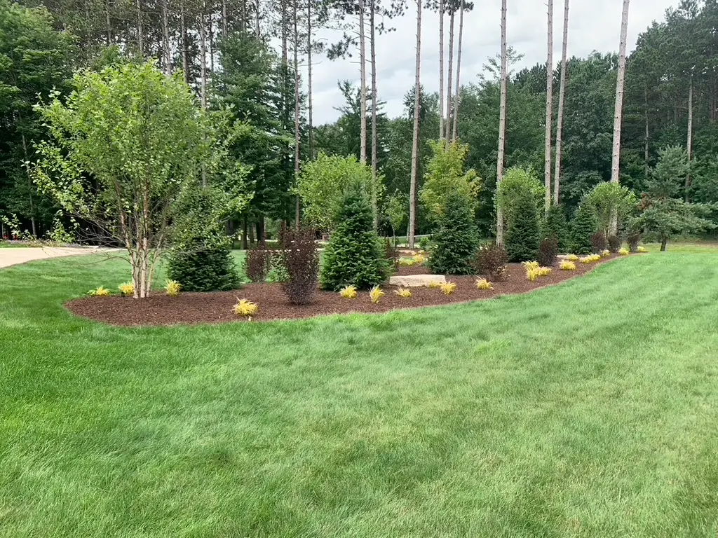 Evergreen trees in a landscape.