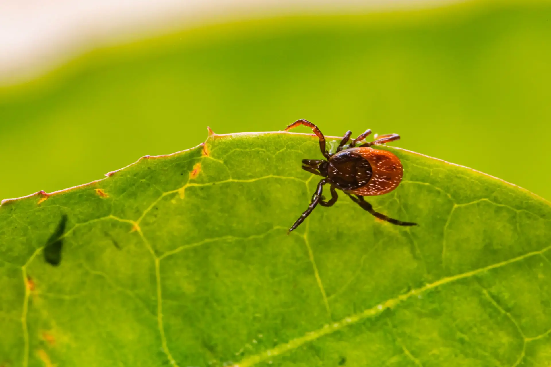 Deer tick on a green leaf.